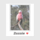 Search for pink cockatoo stickers Galah