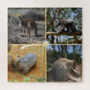 Search for australian wildlife puzzles Quokka