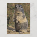 Search for marmota Nature