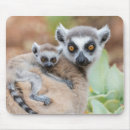 Search for lemur mousepads Ring tailed lemur