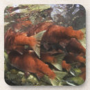 Search for adams coasters Nature