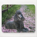 Search for black poodle electronics Poodles