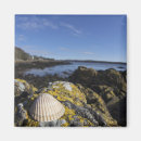 Search for pictures of shells magnets Ocean