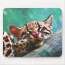 Search for ocelot electronics Exotic