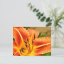 Search for tiger lilies postcards Floral