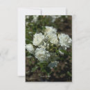 Search for white rose vertical note cards Roses