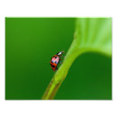 Search for ladybug posters Macro