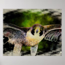 Search for peregrine falcon posters Wildlife