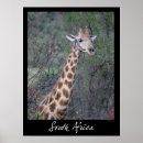 Search for giraffe posters Safari