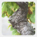Search for grape leaves stickers Vineyard