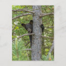 Search for climbing tree postcards Bear