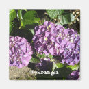 Search for hydrangea magnets Nature