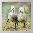 Search for canadian wildlife posters Animal