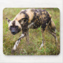 Search for game hunting electronics Animal