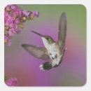 Search for ruby throated stickers Motion
