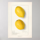 Search for lemon decor posters Vintage
