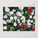 Search for red love postcards Flowers
