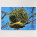 Search for weaver Birds