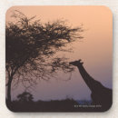Search for lifestyle coasters Outdoors