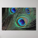 Search for peacock feather posters Animals