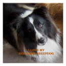 Search for sheepdogs posters Collie