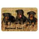 Search for pack magnets Dog