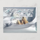 Search for polar bear postcards Snow