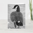 Search for white goose cards Wildlife