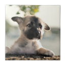 Search for german shepherd tiles Puppy