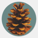 Search for pinecone stickers Brown