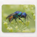 Search for critter electronics Bug