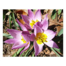 Search for spring crocus posters Crocuses