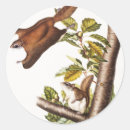 Search for vintage squirrel stickers Wildlife