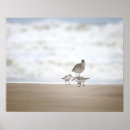Search for sandpiper art Coastal