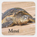 Search for maui stickers Turtle