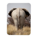 Search for rearing magnets Animal