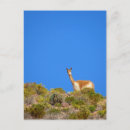 Search for camelids postcards Alpaca