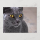 Search for blue cats postcards Modern