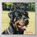 Search for rotties art Puppy