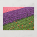 Search for keukenhof Flower