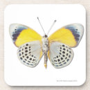Search for one animal barware Photography