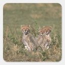 Search for mara stickers Nature