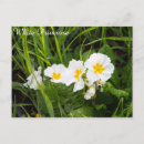 Search for primrose postcards Flower