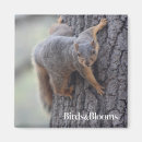 Search for squirrel picture magnets Animals