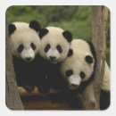 Search for giant panda stickers Bear
