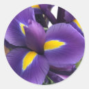 Search for iris picture stickers Flower