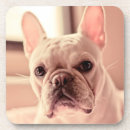 Search for alert photography French bulldog