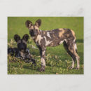 Search for wild dog postcards Dogs