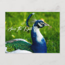 Search for peacock save the dates Birds