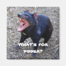 Search for tasmanian devil magnets Marsupial